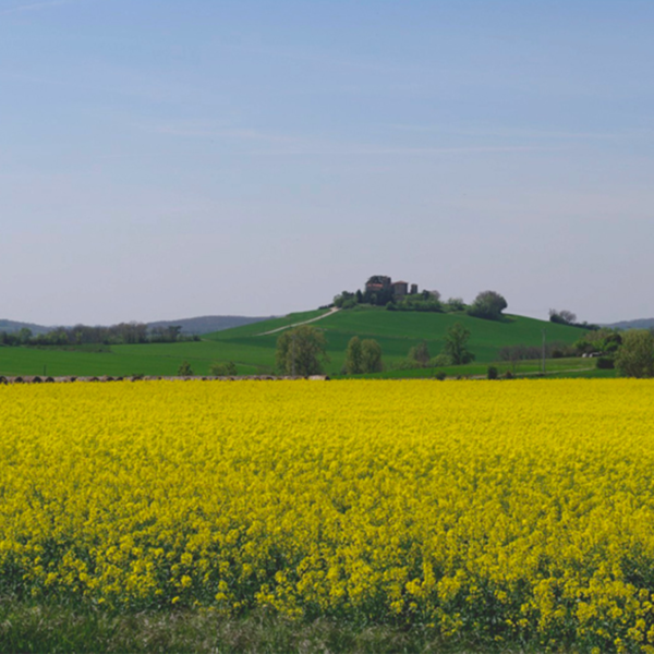 Woad, the Occitan blue gold group trip