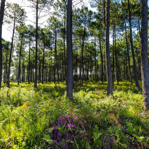 Group Stay in the Landes